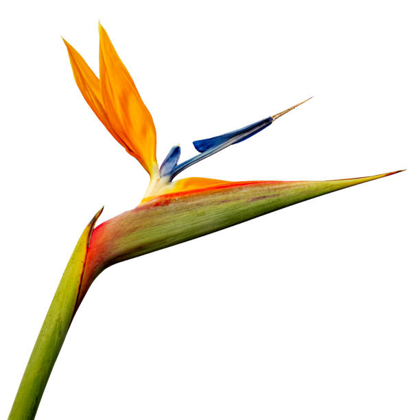 istock Beautiful Strelitzia reginae flower isolated on white background 1872563662