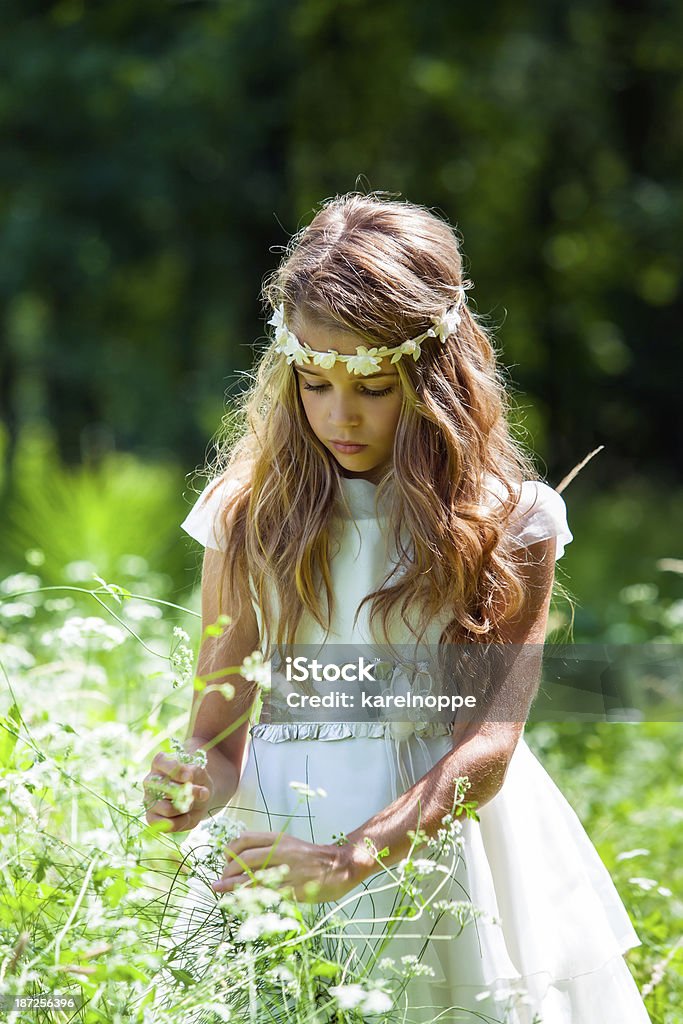 Girl in white dress picking flowers. Close up portrait of cute girl picking flowers in field. Communion Stock Photo