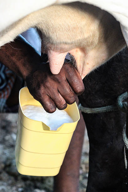 istock Milk fresh from the cow 187256439
