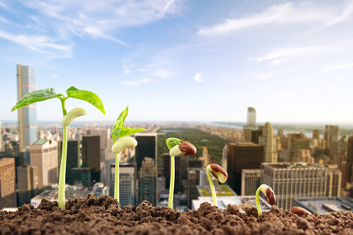 This evocative image portrays the burgeoning movement of urban agriculture, with vibrant seedlings emerging from rich soil against the backdrop of a city skyline. It symbolizes the integration of sustainable farming practices within metropolitan environment