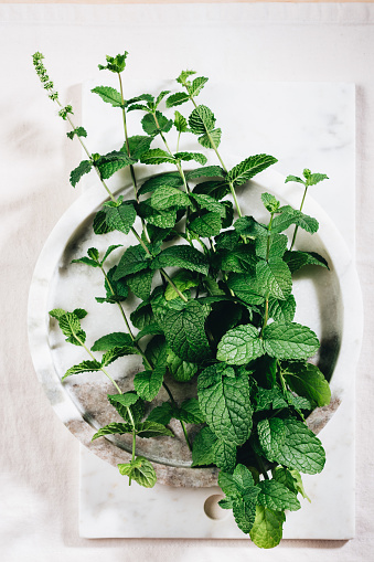 Fresh green mint on a white marble tray.