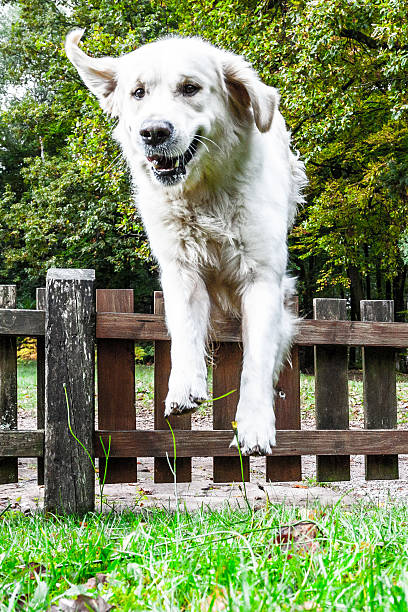 istock Jumping Golden Retriever 187257340