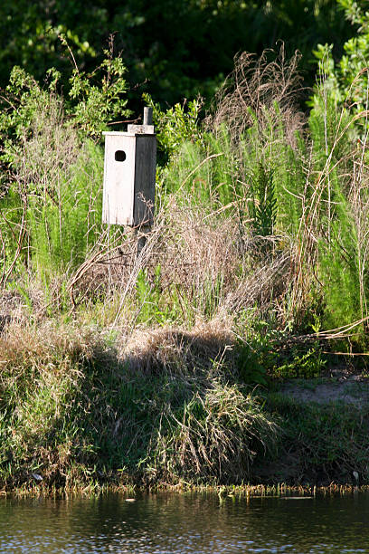 Cтоковое фото Белоголовая утка nesting box