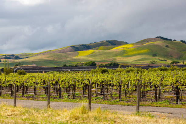 istock Organic vineyards with mountians in the background 1872575563