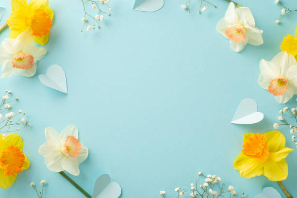 istock Experience charm of fresh daffodils in full bloom during spring. Top view image features narcissus accompanied by confetti and gypsophila on a serene pastel blue setting, ideal for text or advertising 1872579932