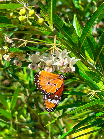 Beautiful monarch butterfly collecting nectar from white flowers on a plant outside in the sunshine in South Africa.