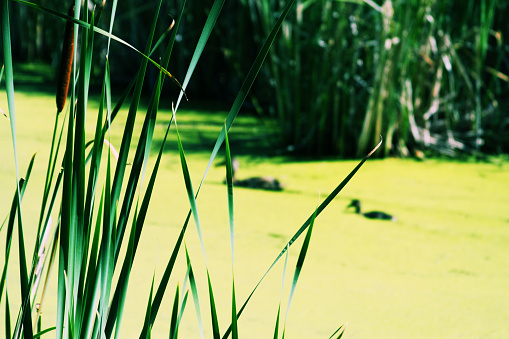 A picturesque moment unfolds as two elegant ducks navigate a pond adorned with a lush carpet of algae. The serene water reflects their graceful journey, while in the foreground, two cattail plants stand sharply in focus, imparting a rustic charm to this tranquil oasis of nature.