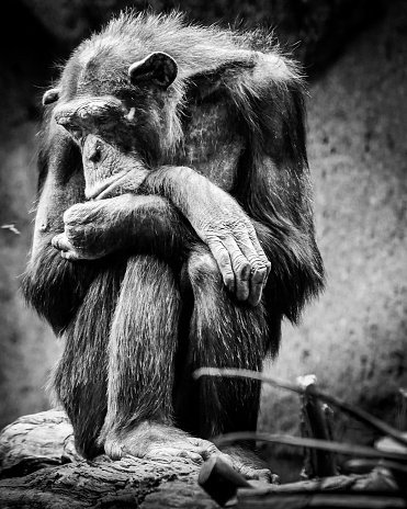 A monkey from Loro Park in Tenerife. I edited the picture in black and white.
