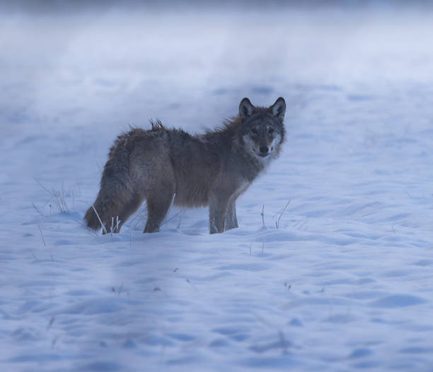 istock European wolf [Canis lupus] 1872592932