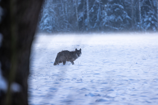 European wolf [Canis lupus]