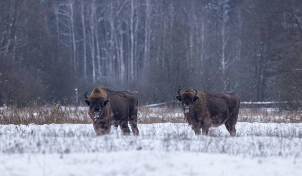 istock European bison [Bison bonasus] 1872597202