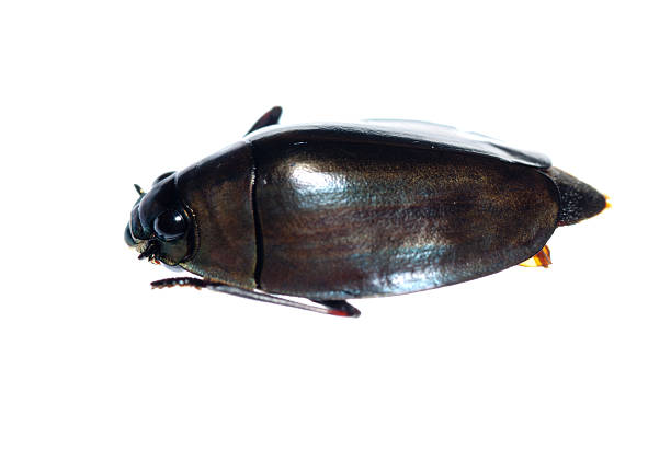 istock insect whirligig beetle 187259782