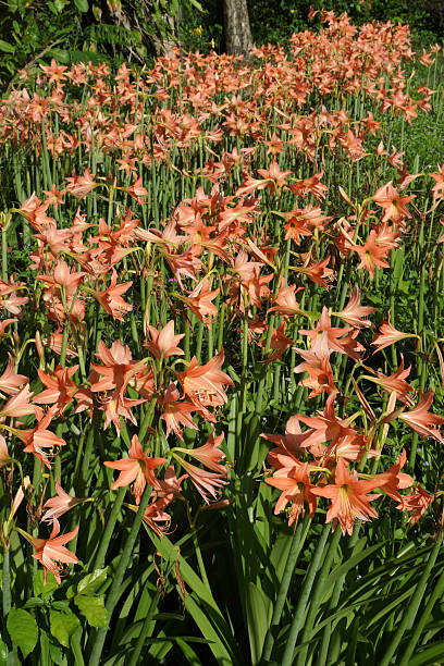 istock Amaryllis blooms in the garden 187259891