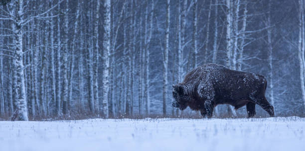 istock European bison [Bison bonasus] 1872599785