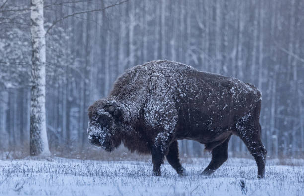 istock European bison [Bison bonasus] 1872600852