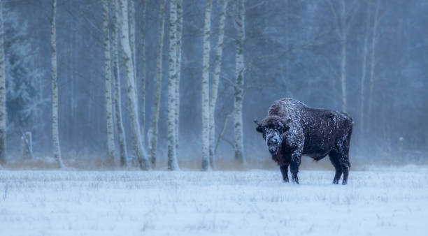 istock European bison [Bison bonasus] 1872601361
