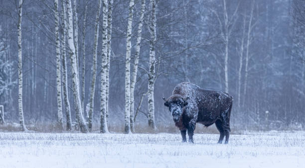 istock European bison [Bison bonasus] 1872604066