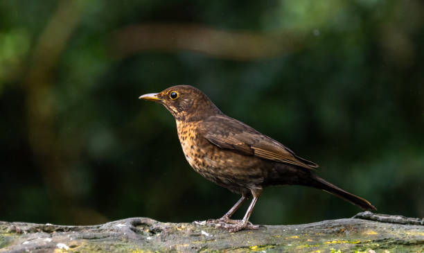 istock Blackbird, female [Turdus merula] 1872606225