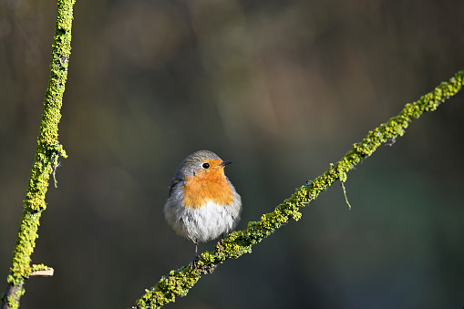 European robin with a hawthorn berries in its beak