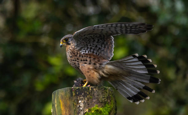 istock Kestrel, male [Falco tinnunculus] 1872607346