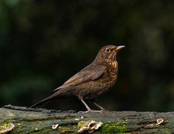 istock Blackbird, female [Turdus merula] 1872607348