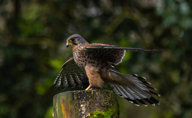 istock Kestrel, male [Falco tinnunculus] 1872607502