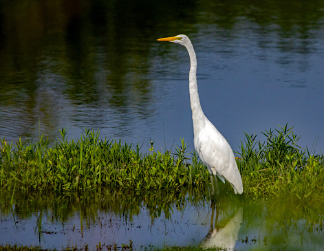 A Great Egret wades a wetland area in its search for its next meal.