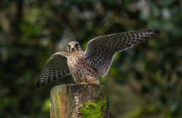 istock Kestrel, male [Falco tinnunculus] 1872609740
