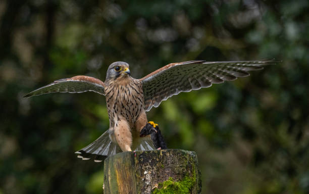 istock Kestrel, male [Falco tinnunculus] 1872610015