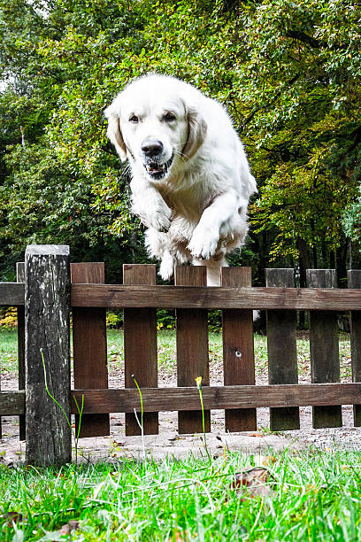 istock Jumping Golden Retriever 187261117