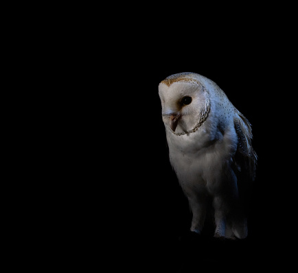 Barn Owl [Tyto alba]