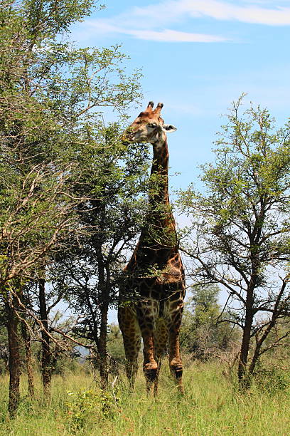 Altura de girafa - foto de acervo