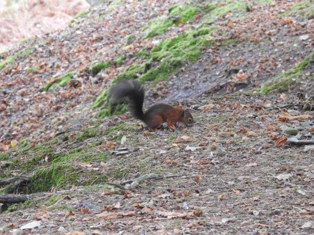 istock Side view of Red Squirrel with curved black tail in the air while sniffing the sloping ground as it searches for food 1872618709
