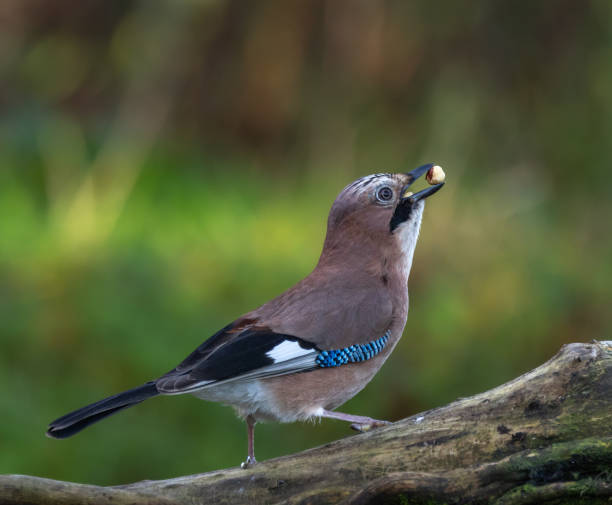 istock Eurasian Jay [Garrulus glandarius] 1872625218