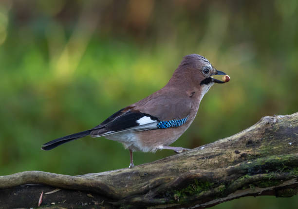 istock Eurasian Jay [Garrulus glandarius] 1872625219