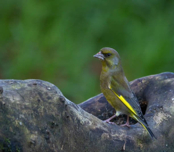 istock European greenfinch [Chloris chloris] 1872625230