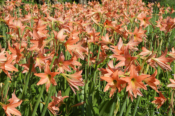 istock Amaryllis blooms in the garden 187262966