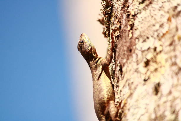 istock Tropidurus Azurduyae Lizard on Top of a Tree 1872630595