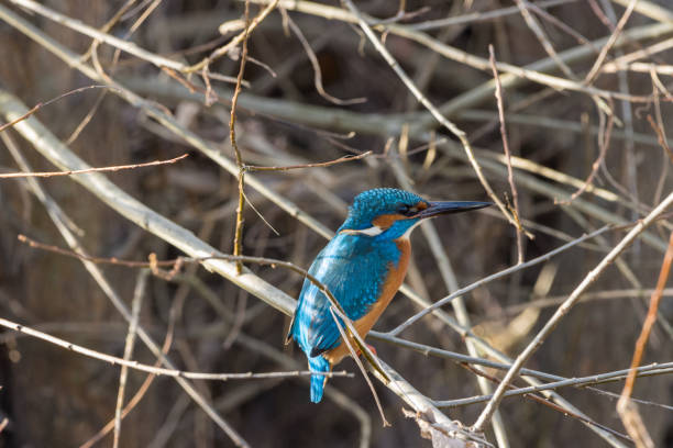 istock A kingfisher (Alcedo atthis) sits on a branch and waits for fish to eat. 1872631173