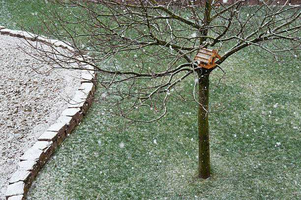 istock Tree in the winter with bird house 187263445