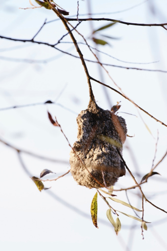 Nest of Penduline Tit in willow tree.