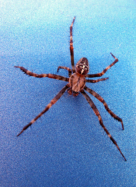 little garden spider cross spider steps over blue underground beines stock pictures, royalty-free photos & images