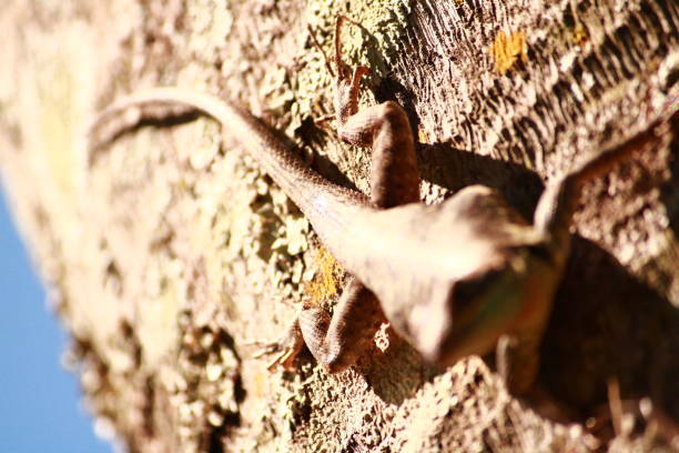 istock Tropidurus Azurduyae Lizard on Top of a Tree Trunk 1872636590