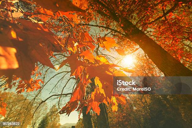 Bosque En Otoño Colorido Foto de stock y más banco de imágenes de Aire libre - Aire libre, Amarillo - Color, Appalachia