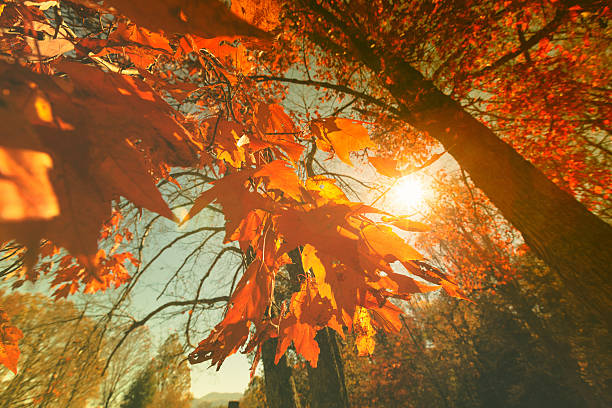 색상화 임산 추절 동안 - great smoky mountains great smoky mountains national park tree group of objects 뉴스 사진 이미지