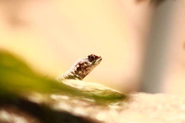 istock Tropidurus Azurduyae Lizard on Top of a Tree Trunk 1872638753