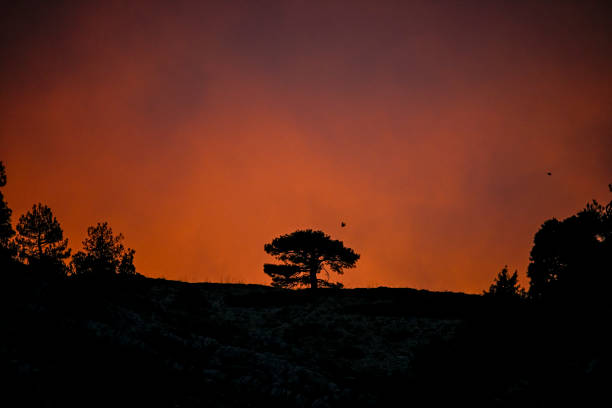 Spectacular sunset, on the horizon with an isolated tree
