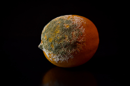 A moldy and rotten lemon isolated image
