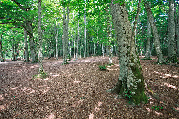 Segolla Forest 30+ Secolare Stock Photos, Pictures & Royalty-Free Images - iStock