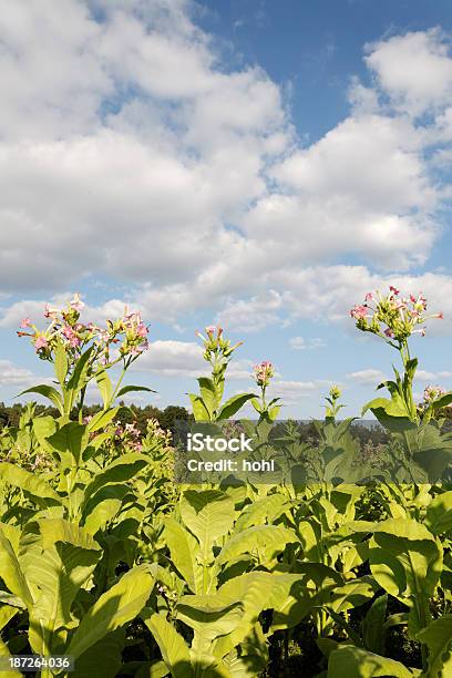 Impianti Di Tabacco - Fotografie stock e altre immagini di Agricoltura - Agricoltura, Ambientazione esterna, Blu